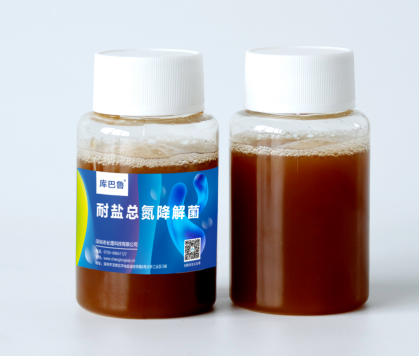 库巴鲁耐盐总氮降解菌（反硝化细菌）